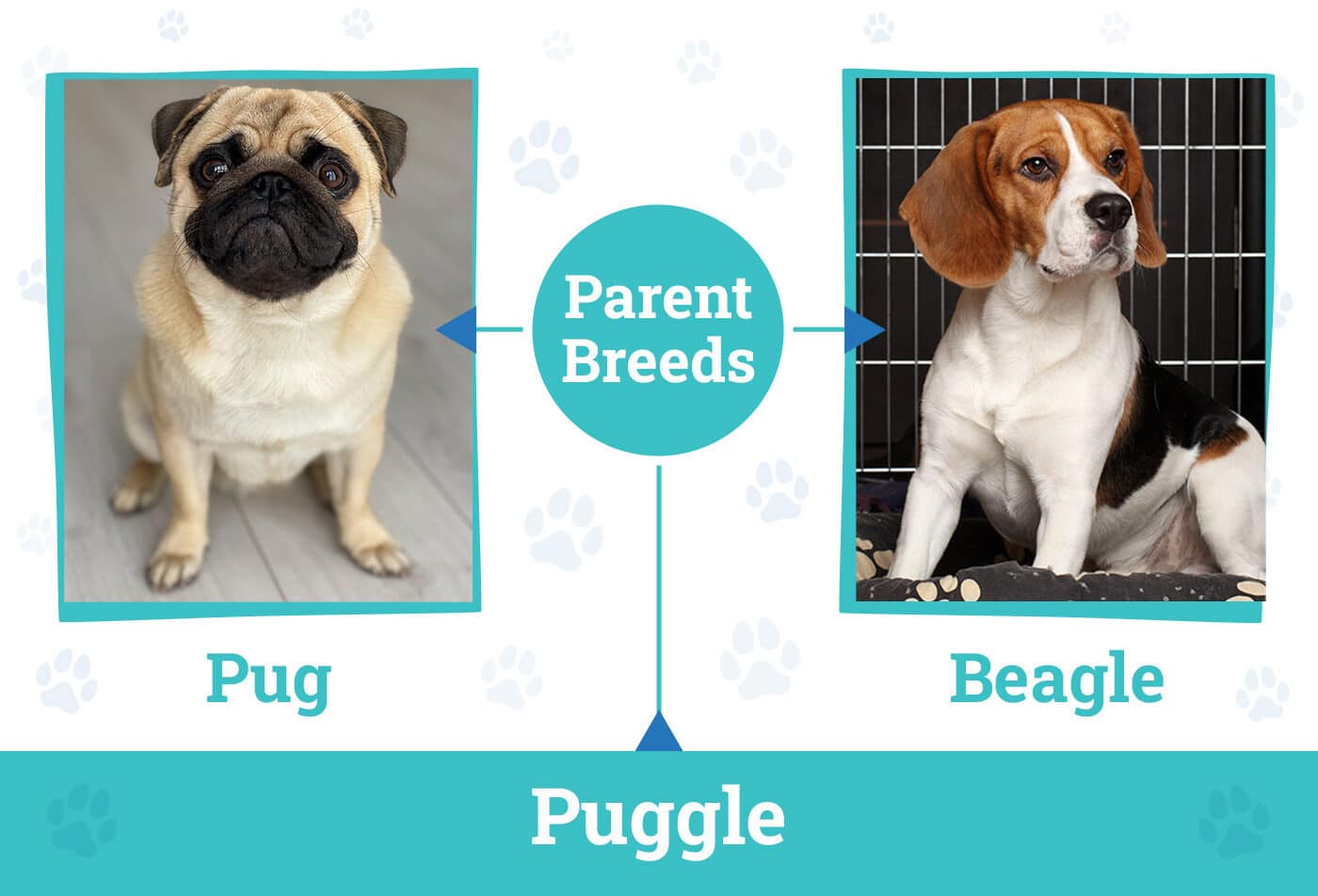 Parent Breeds of the Puggle
