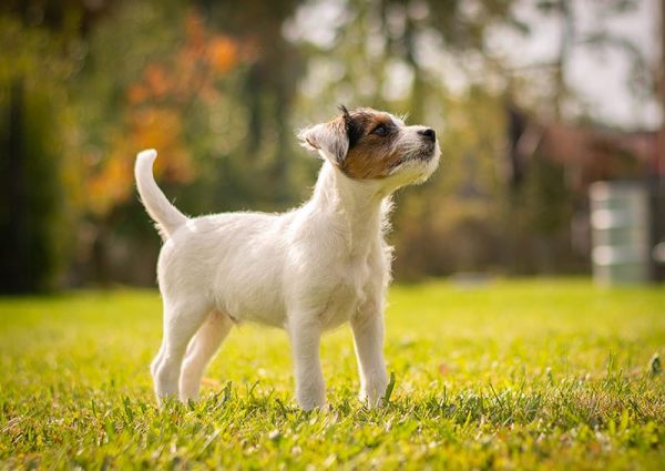 Parson Russell Terrier Puppy Portrait