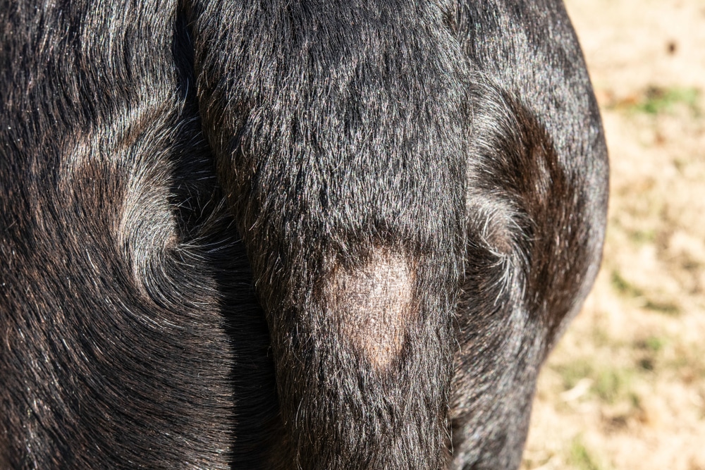 Patch of hair loss (alopecia) on the tail of a large black dog
