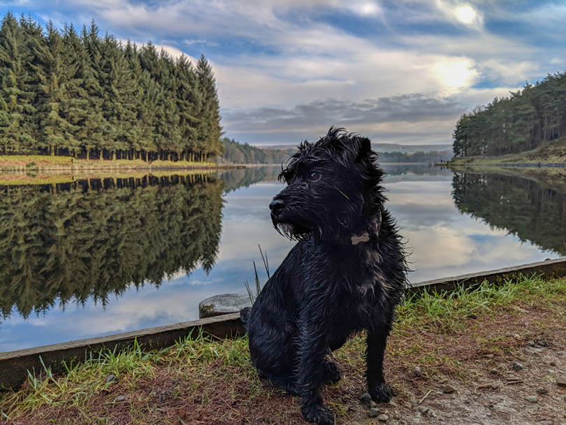 Patterdale Terrier by the lake