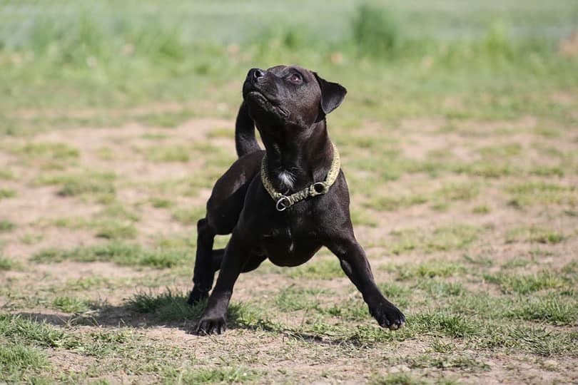 Patterdale Terrier playing with a ball in meadow