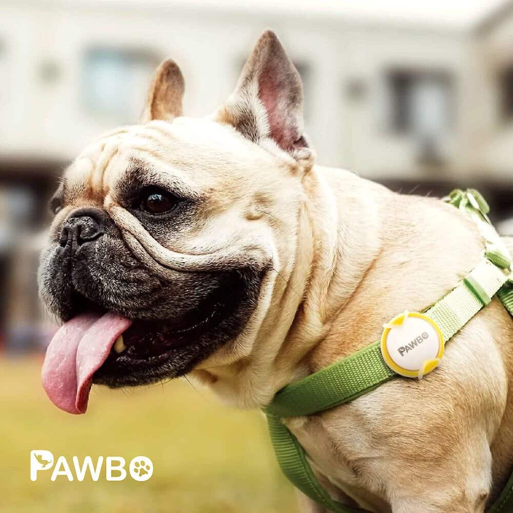 Pawbo iPuppy Go Dog Activity Tracker