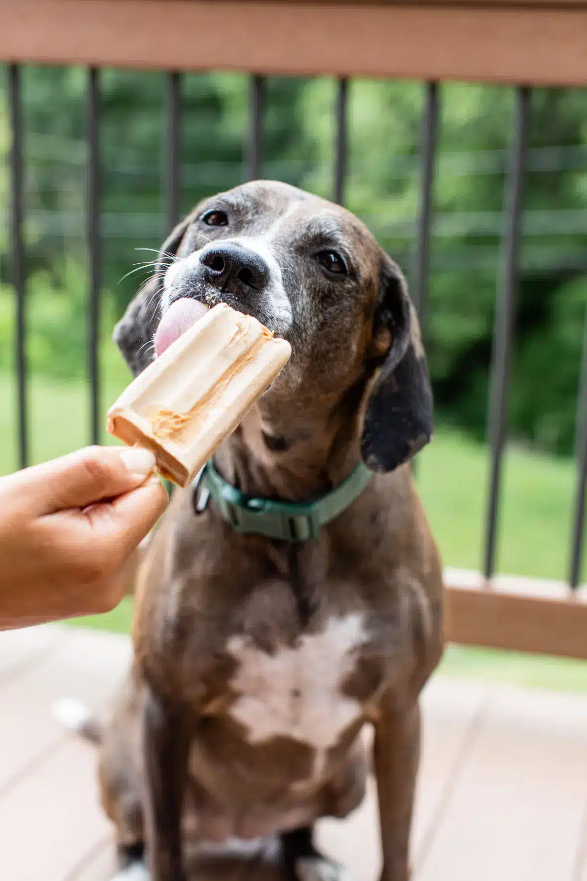 Peanut Butter and Banana Dog Popsicles