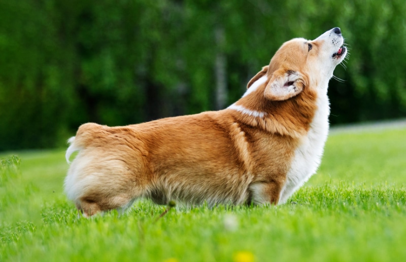 Pembroke Welsh Corgi dog howling or barking outdoor