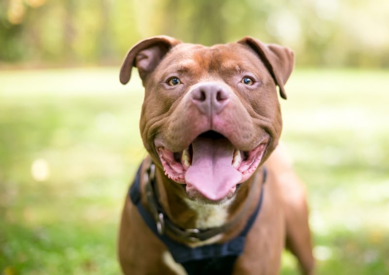 Are Pit Bulls Good for First-Time Owners? Crucial Vet-Verified