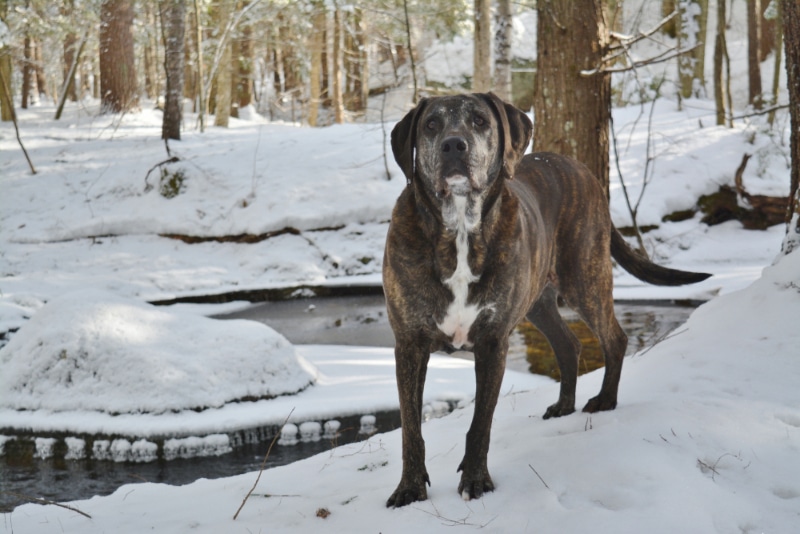Plott Hound dog in the woods