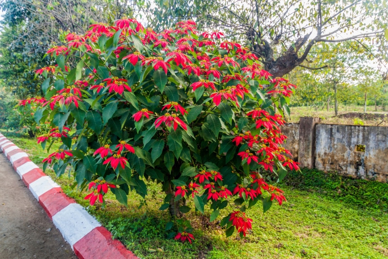 Poinsettias bush on a roadside