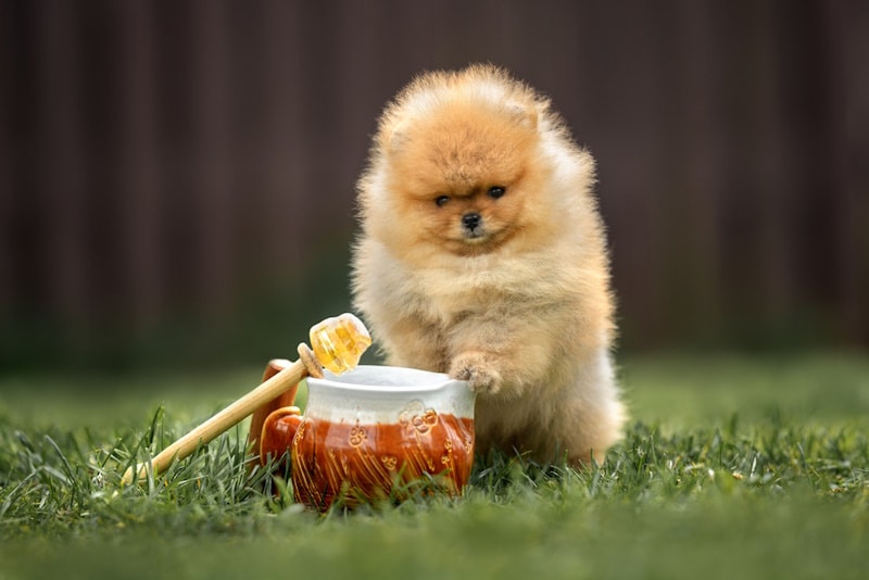 Pomeranian Spitz in front of a jar of honey
