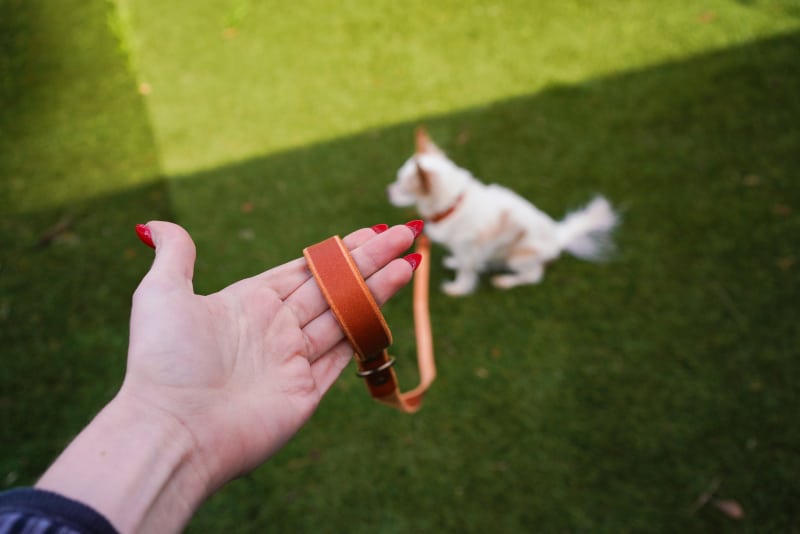 Popov Leather Dog Collars & Leashes - leash quality