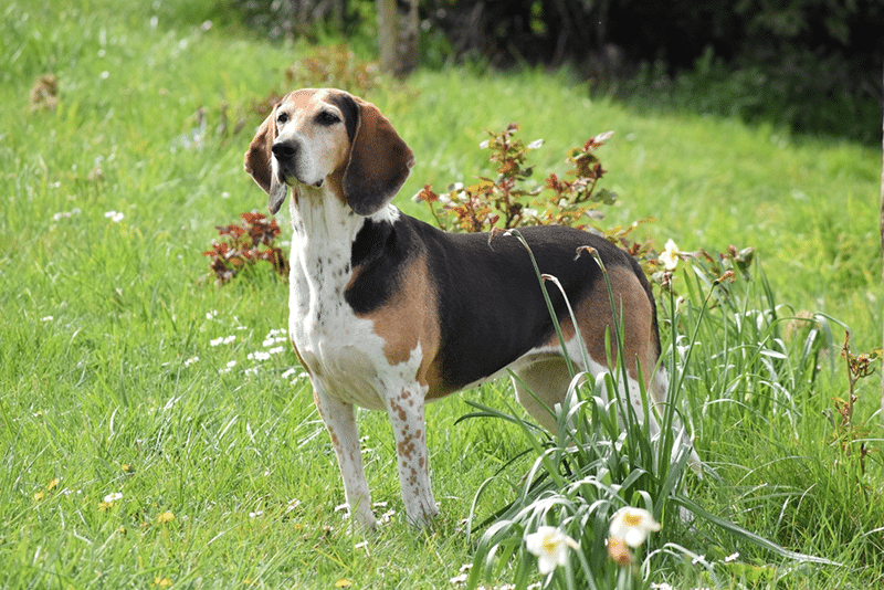 Portrait de Beagle Harrier dog