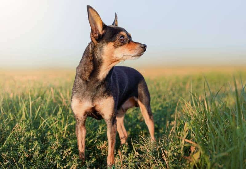 Prazsky Krysarik dog outdoors on a sunny day