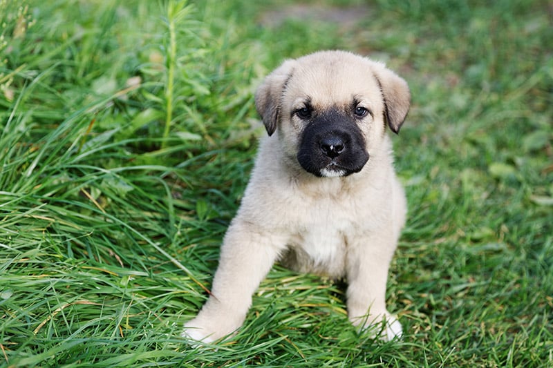 Puppy of the Spanish mastiff on a green grass