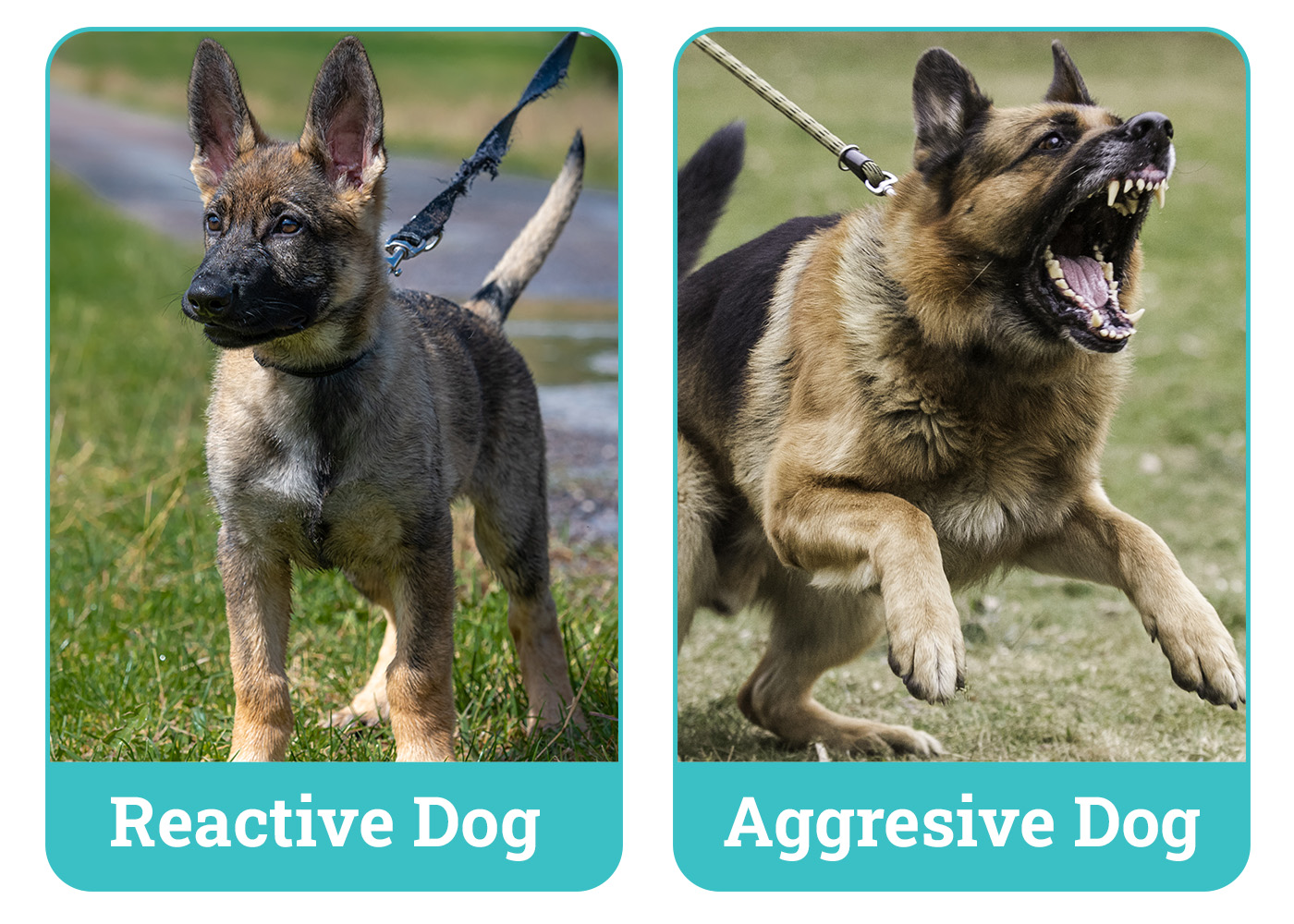 Reactive Dog vs Aggressive Dog side by side