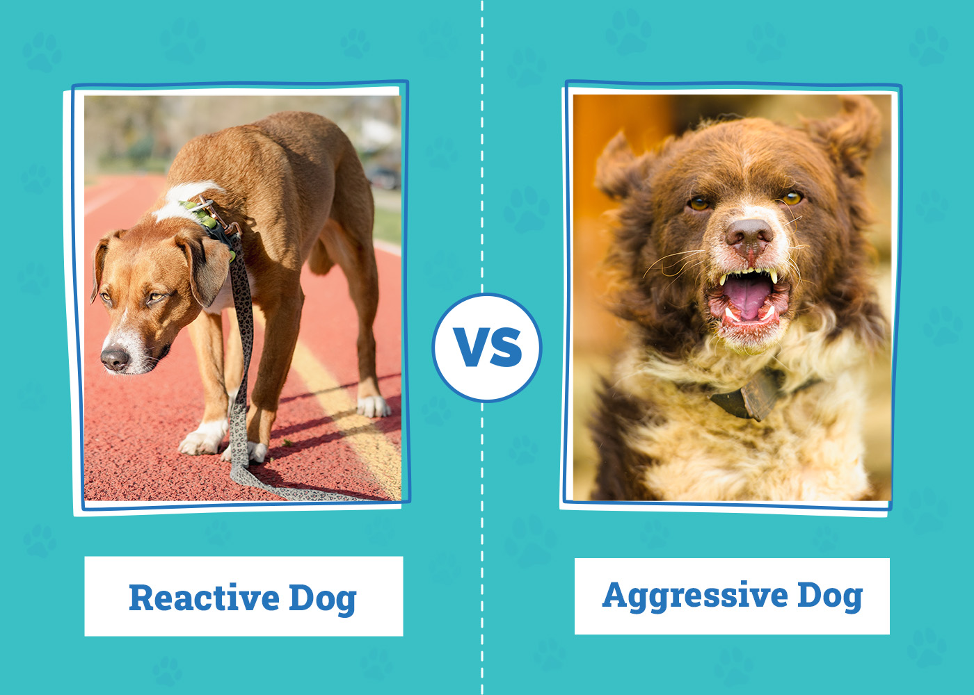 Reactive vs Aggressive Dog