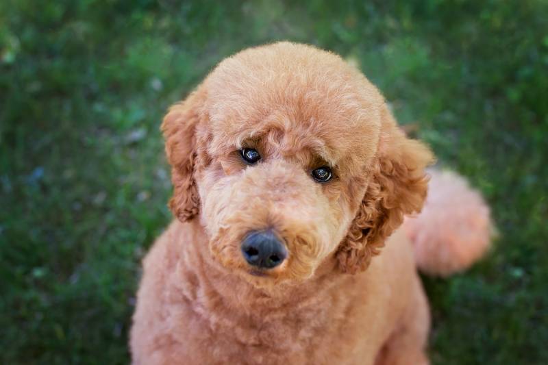 Red (brown) standard poodle with the cut of golden doodle looking into the camera with sweet expression