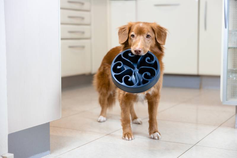 Retriever dog holding a slow bowl in it's mouth in the kitchen