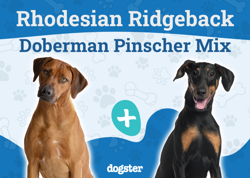 Rhodesian Doberman Mix