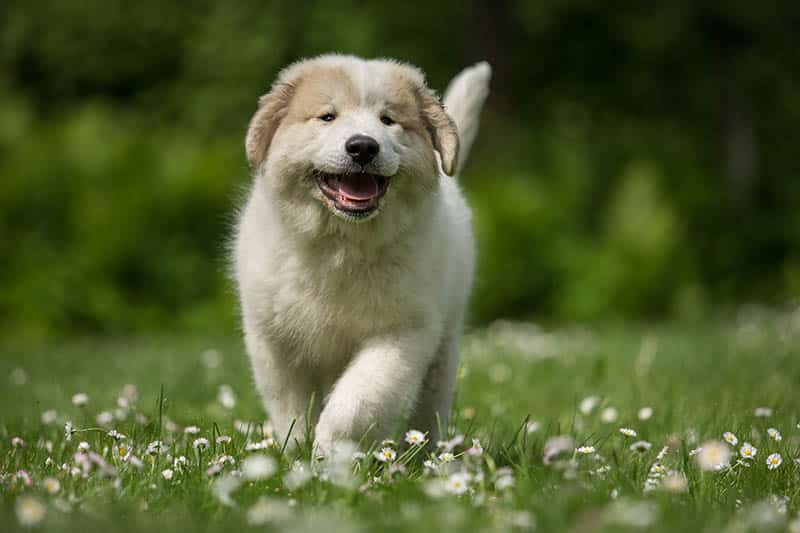 Running Great Pyrenees puppy