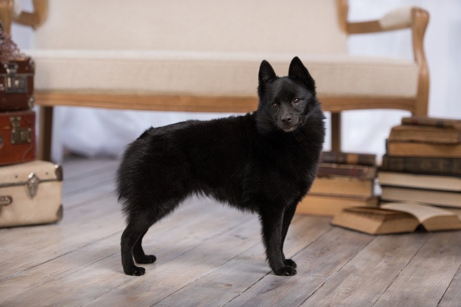 Schipperke dog standing indoors