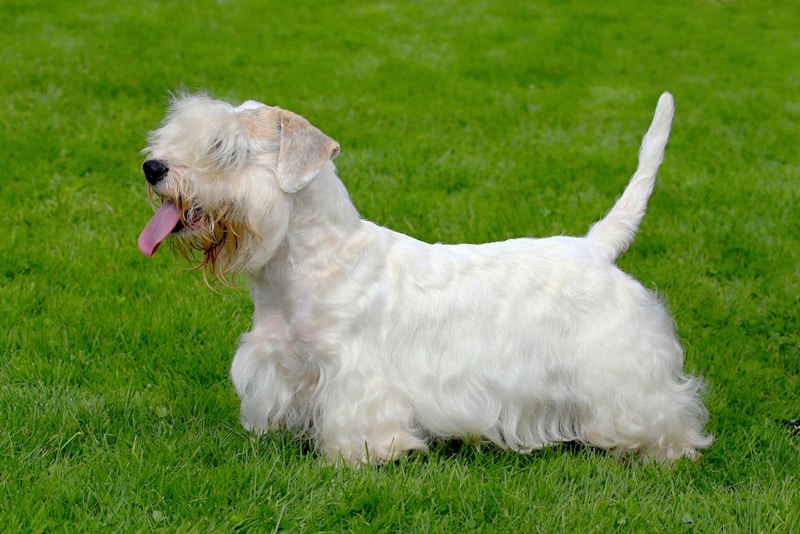 Sealyham Terrier walking in the grass
