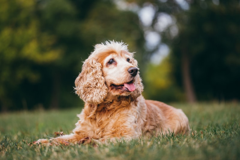 Senior cocker spaniel dog lying on grass