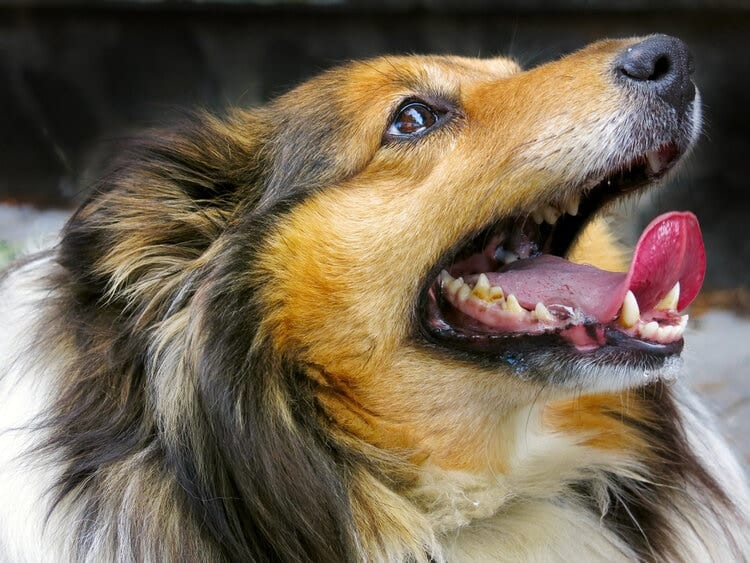 Sheltie shetland sheepdog showing teeth dental disease
