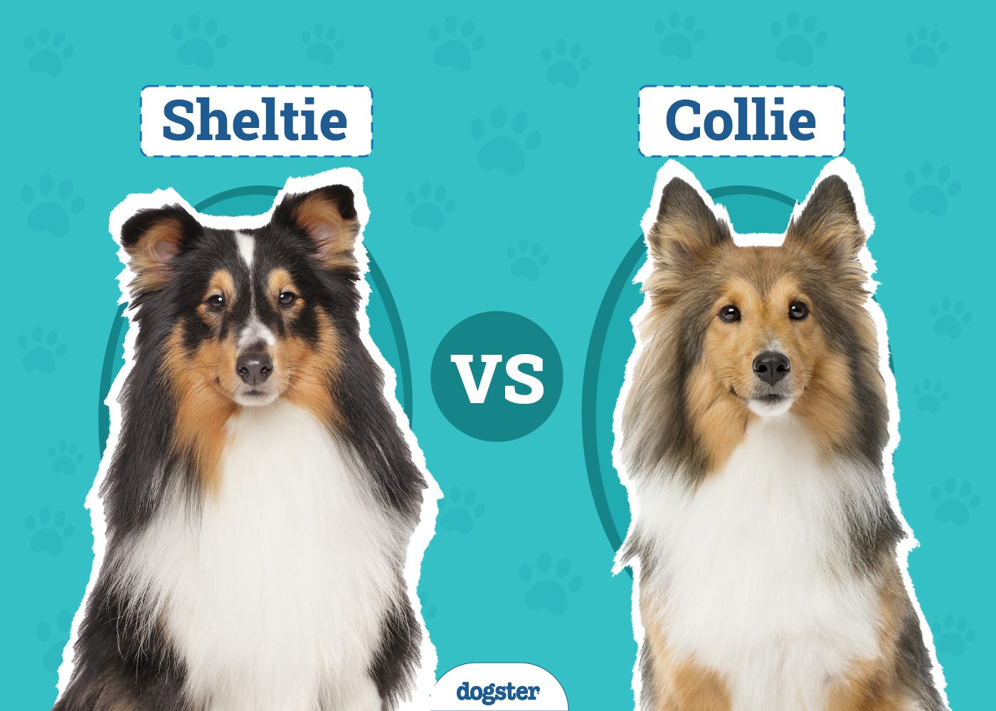 Sheltie vs Collie Side By Side Featured Image