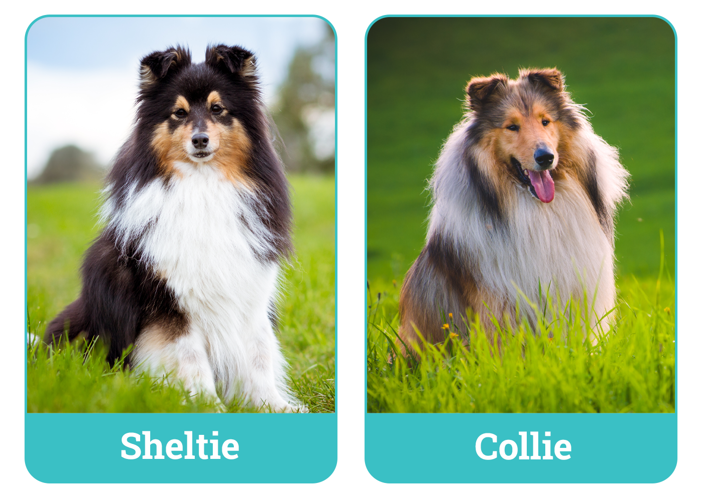 Sheltie vs Collie