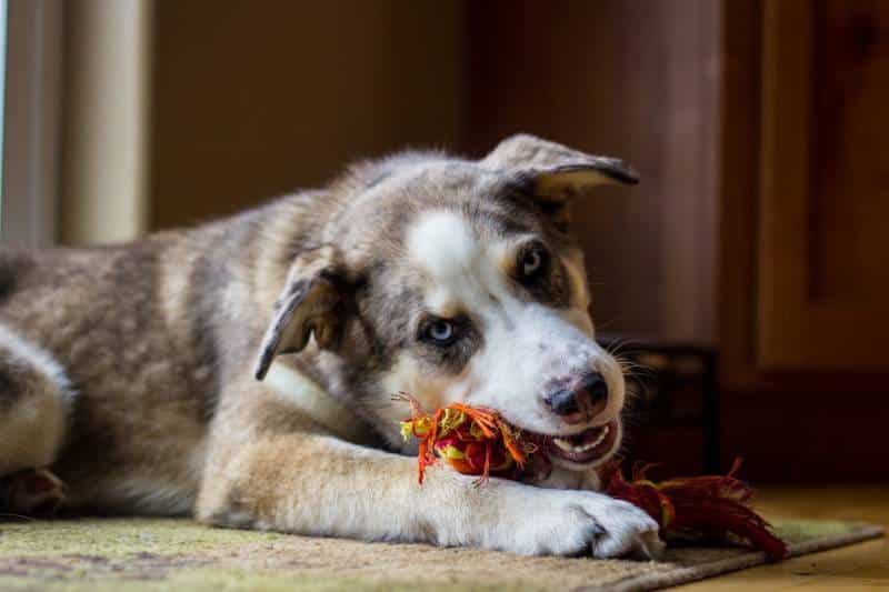 Shepherd Husky Mix Chewing a Rope Toy