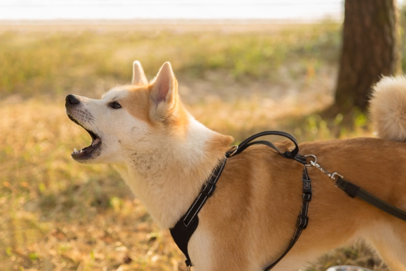 Shiba Inu dog barking outdoor