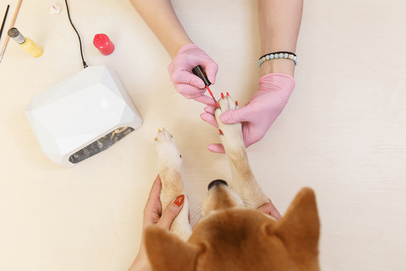 Shiba Inu dog paw groom nail polish