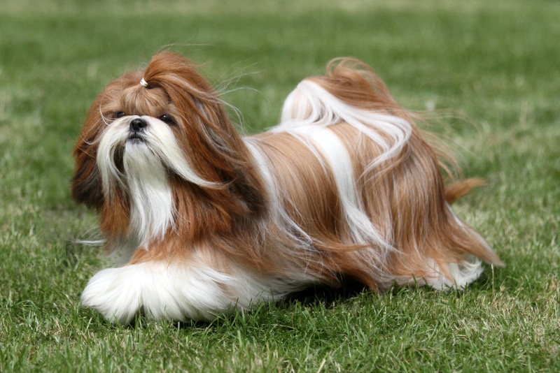 Shih Tzu dog walking on grass