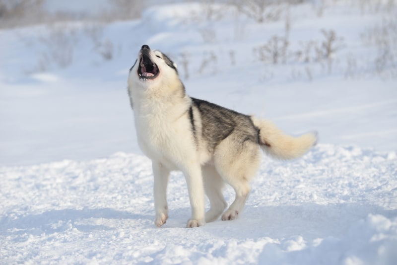 Siberian Husky dog howling in the snow
