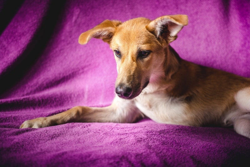 Sick three-legged dog lying in sofa with purple cover