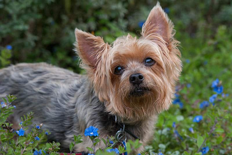 Silky terrier surrounded by spring flowers