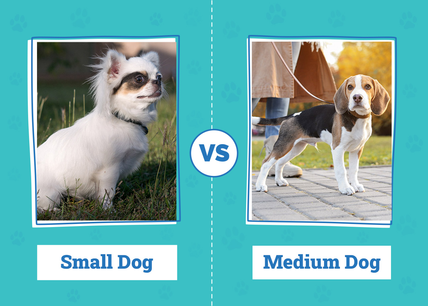Small Dog vs Medium Dog