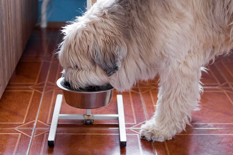 South Russian Shepherd Dog is eating dog food from bowl at home in a kitchen