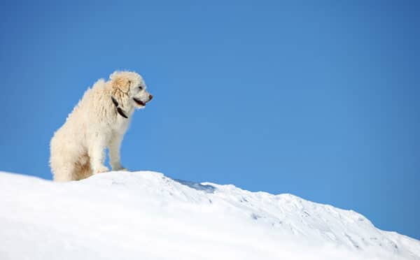 South Russian shepherd dog on snowy slope