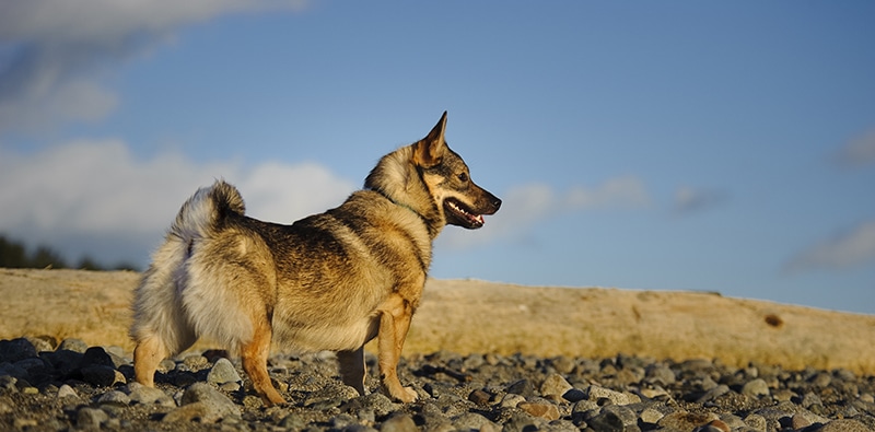 Swedish Valhound standing by driftwood
