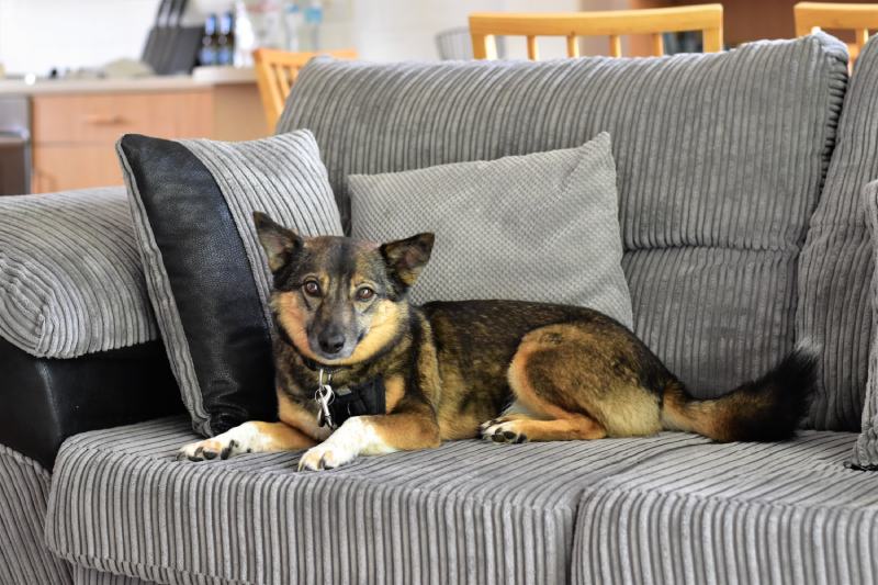 Swedish Vallhund on the sofa