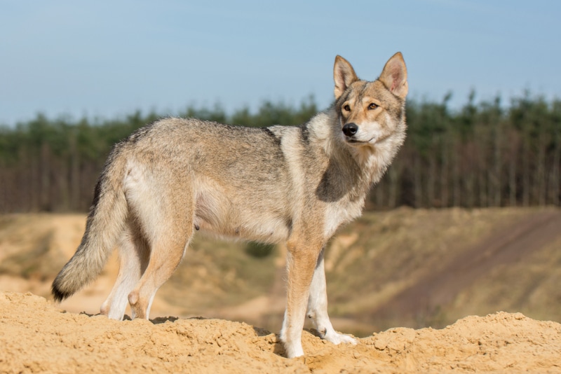 Tamaskan dog standing on sand