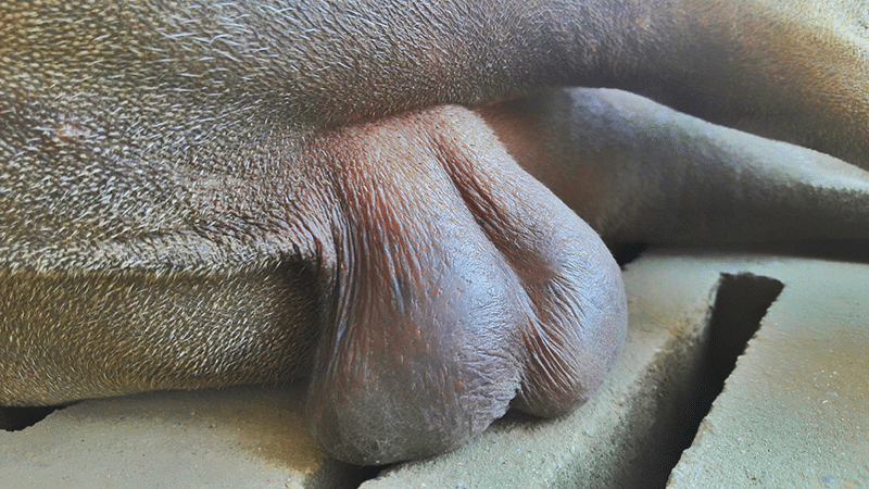 Testicles of dog