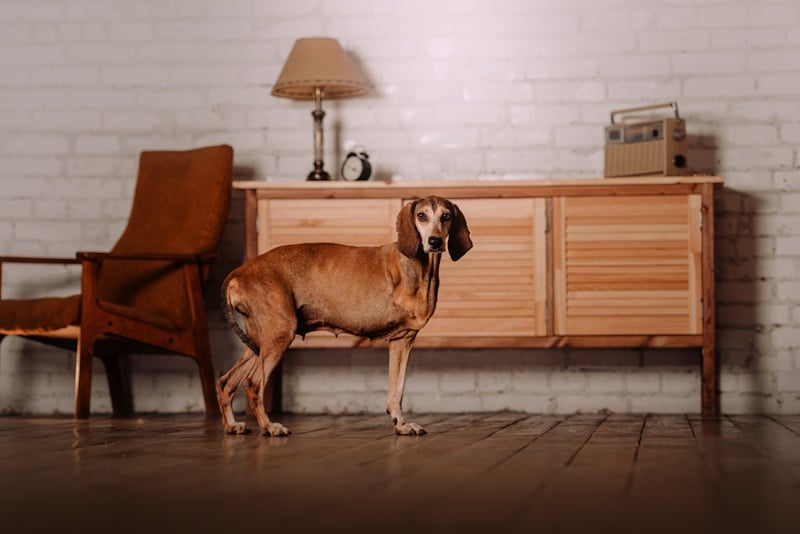 Three-legged dog inside the house