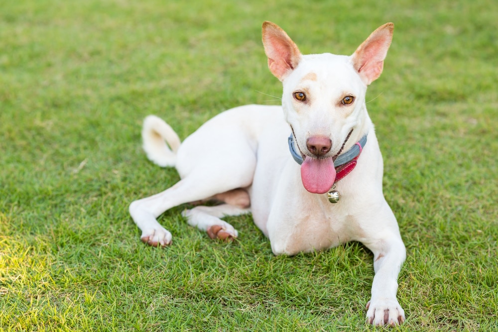 Three-legged dog sitting in the grass