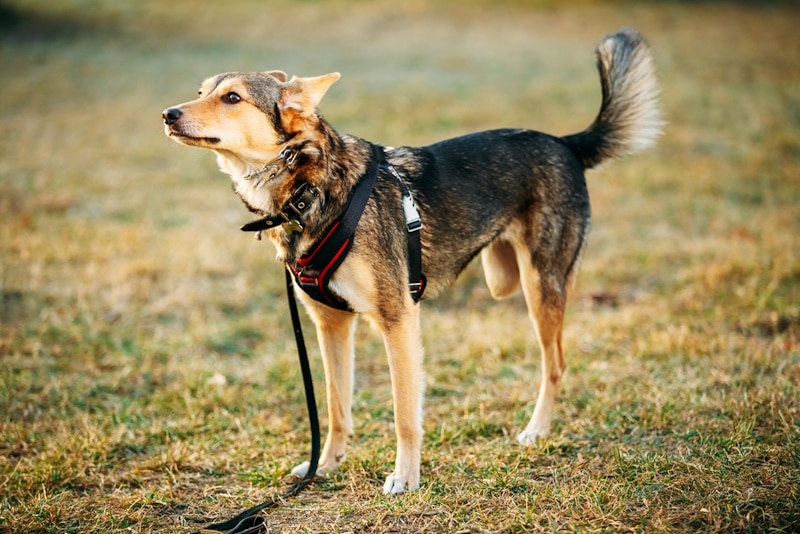 Three-legged dog with harness and leash