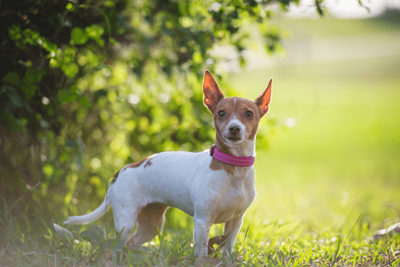 Toy Fox Terrier standing in a grassy field