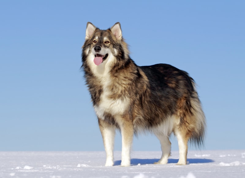 Utonagan dog standing in snow