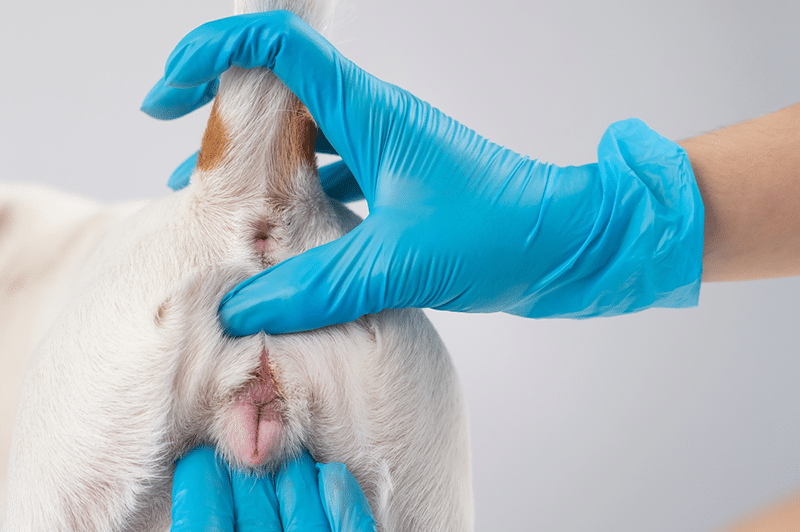 Veterinarian doing an examination of the genitals of a female dog Jack Russell Terrier