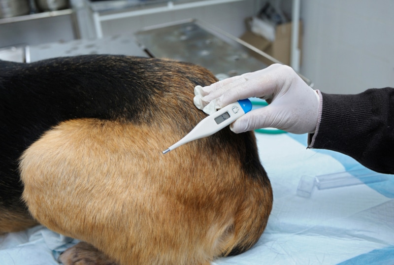 Veterinarian’s hand holding thermometer taking dog’s temperature