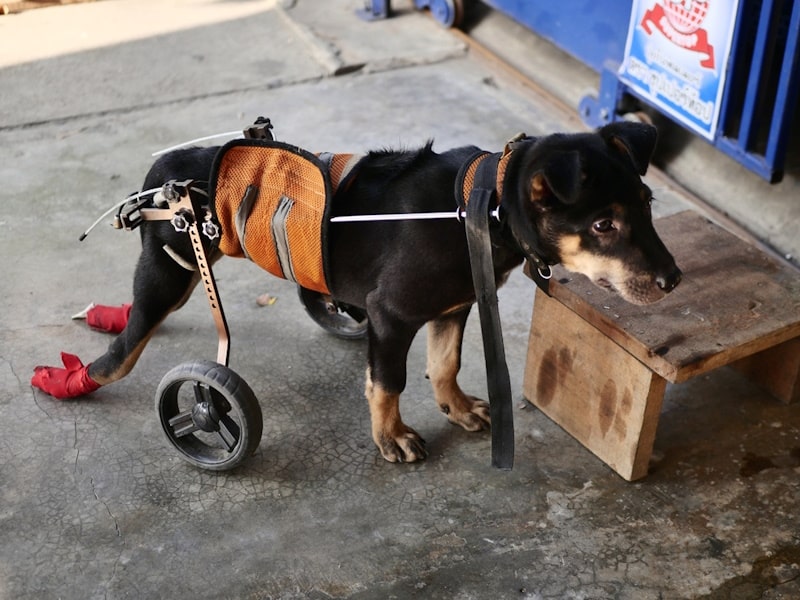 Walking-impaired black dog